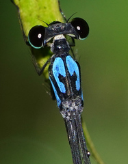 Coeliccia nigrohamata