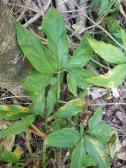 Syngonium angustatum
