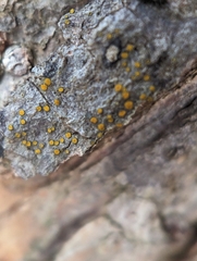 Caloplaca cerina
