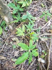 Syngonium angustatum