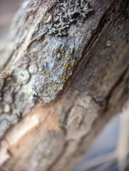 Caloplaca cerina