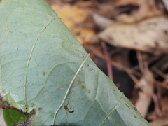 Smilax tamnoides