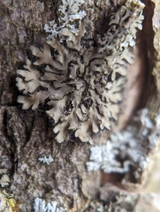 Phaeophyscia ciliata