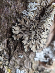 Phaeophyscia ciliata