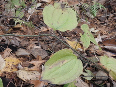 Smilax tamnoides