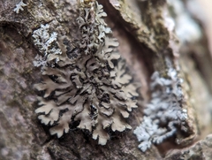 Phaeophyscia ciliata