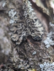 Phaeophyscia ciliata