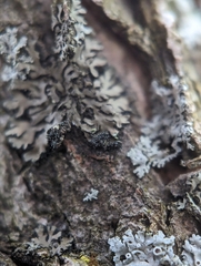 Phaeophyscia ciliata