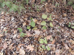 Smilax tamnoides