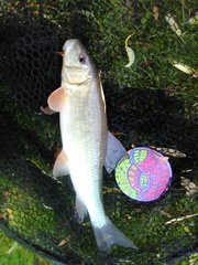 Moxostoma erythrurum