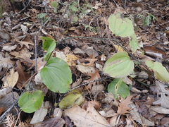Smilax tamnoides