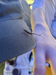 Lasiorhynchus barbicornis