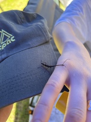 Lasiorhynchus barbicornis
