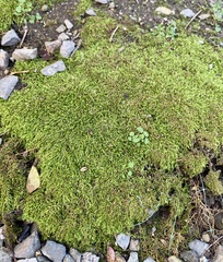Scleropodium obtusifolium