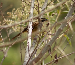 Peucaea ruficauda