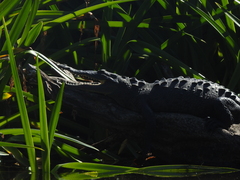 Crocodylus acutus