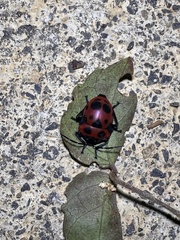 Poecilocoris druraei