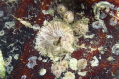 Balanus trigonus