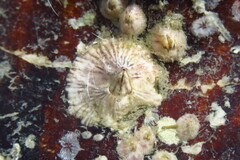 Balanus trigonus