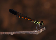 Sundacypha petiolata