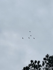 Pelecanus erythrorhynchos