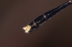 Elattoneura analis