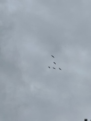 Pelecanus erythrorhynchos