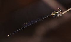 Elattoneura analis