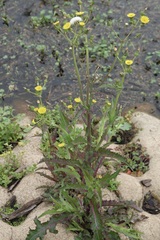Sonchus asper