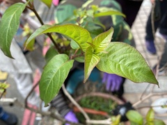 Cephalanthus tetrandra