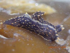 Polycera atra
