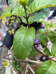Cephalanthus tetrandra