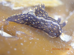 Polycera atra