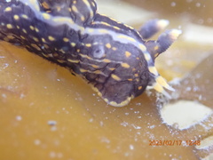 Polycera atra