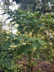 Witheringia meiantha