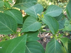 Witheringia meiantha