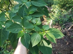 Witheringia meiantha