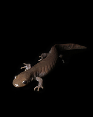 Ambystoma jeffersonianum