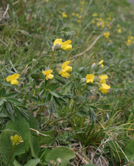 Thermopsis alpina