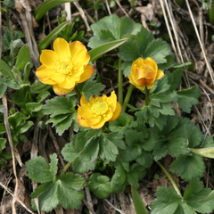Trollius dschungaricus