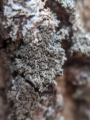 Phaeophyscia ciliata