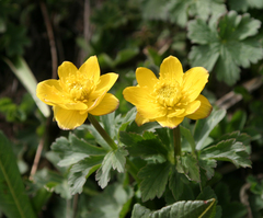 Trollius dschungaricus