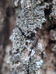 Phaeophyscia ciliata