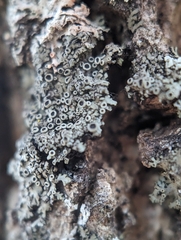 Phaeophyscia ciliata