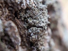 Phaeophyscia ciliata