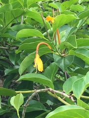 Lonicera hildebrandtiana