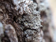 Phaeophyscia ciliata