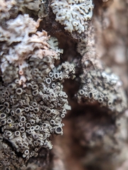 Phaeophyscia ciliata