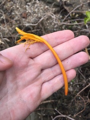 Lonicera hildebrandtiana