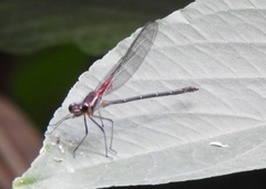 Hetaerina vulnerata